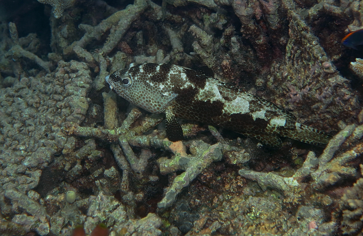 Velidhu - 2013_03_09 - IMG_0271rf_Merou tapis - Epinephelus macrospilos_House reef_pmt.jpg